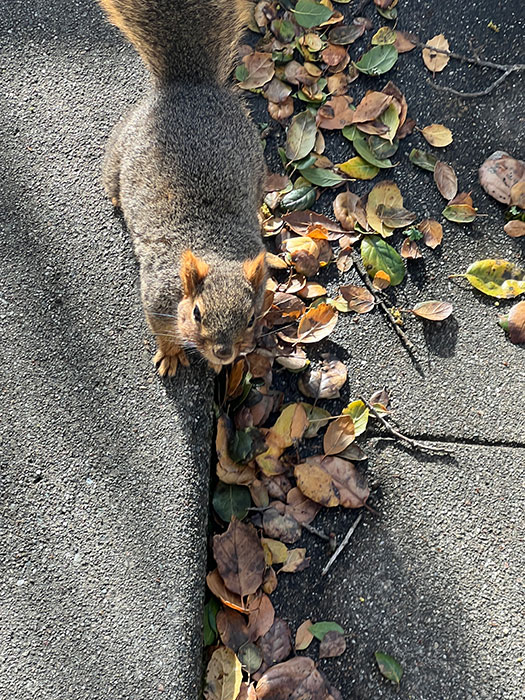 Photo of a squirrel on the Berkeley campus