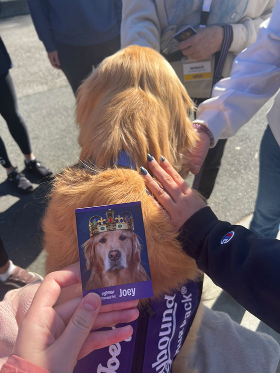 Photo of stress-relief dog on UC Berkeley campus
