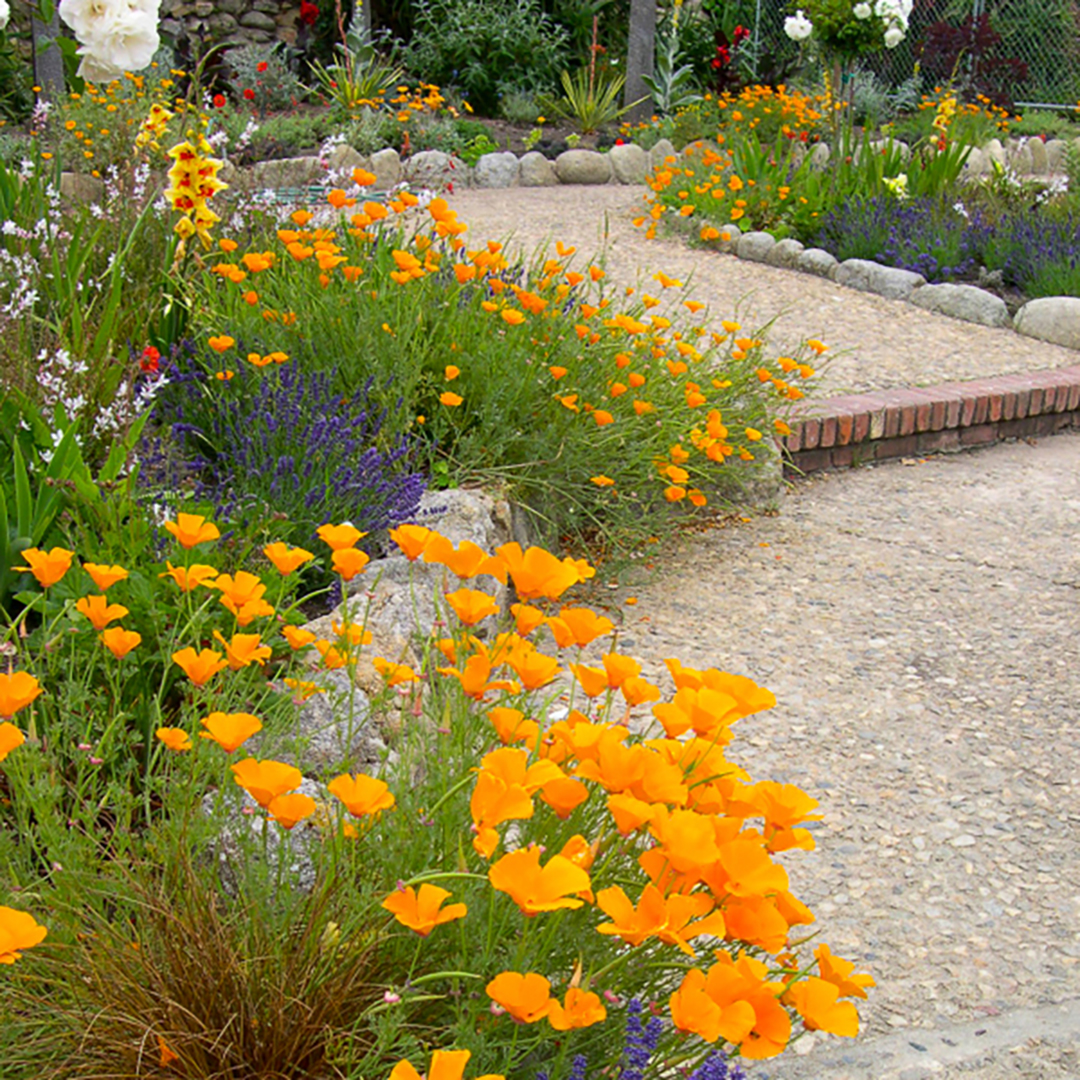 drought-tolerant-garden-design-voices