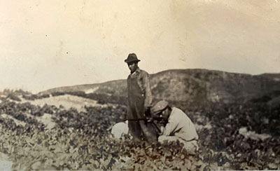 Photo from author's family album: Two Japanese immigrants check on crops in a southern California field in the early 20th century.