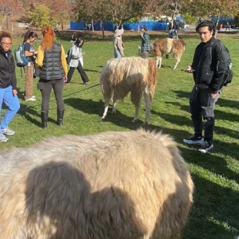 Photo of Llamas at UC Berkeley campus