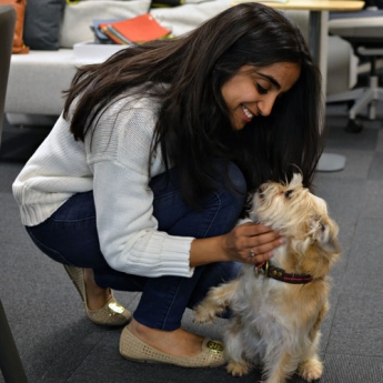 Dog-friendly at the Pair and Two offices!