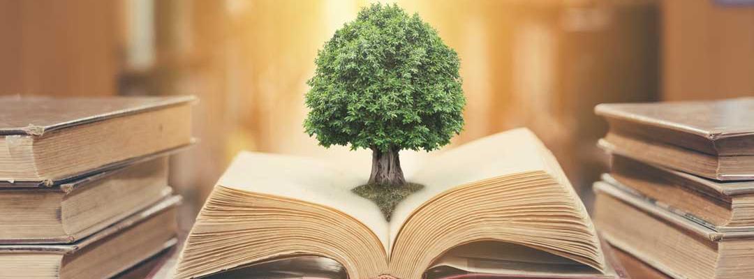 Small tree growing in the center of an opened book on a desk in a library